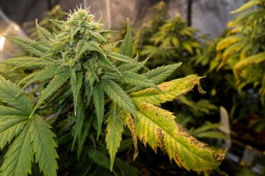 Carencias y excesos en plantas de marihuana: cómo identificar síntomas en las hojas Carencias y excesos en plantas de marihuana: cómo identificar síntomas en las hojas