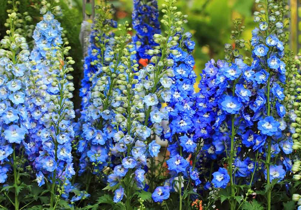 Las plantas con flores azules más bonitas | Jardín.vip